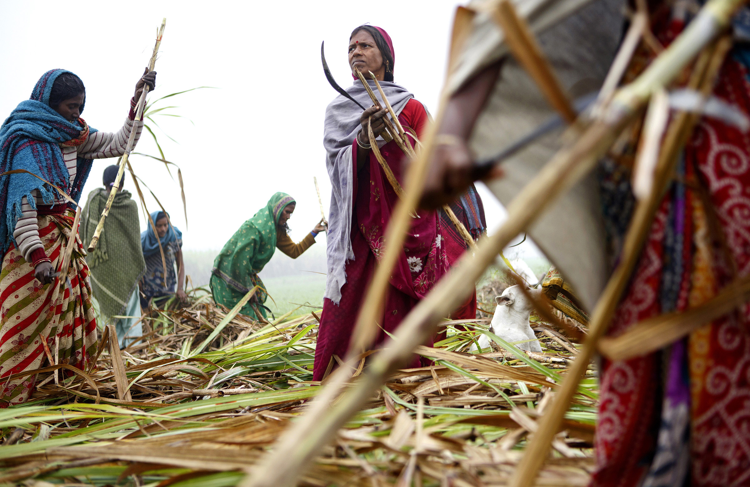 Phul Kumari Devi, center, cuts sugar cane with other women from Pahsara Village. Much of Bihar is rural, and fertility is often higher in rural regions. Dr. Shakeel ur Rahman, who runs an NGO in Patna, says that in impoverished areas, children are seen as a form of social security. And across India, sons are still preferred: ÒThey want a male child, and unless there is a male child, the girl children will be produced again and again and again.Ó