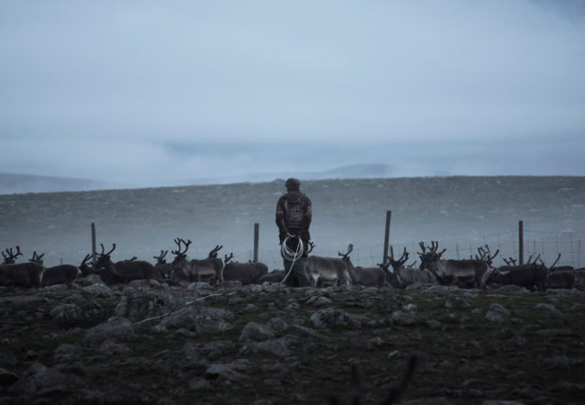 Reindeer herding families gather at this corral in northern Sweden to mark their calves. (Camilla Andersen/GroundTruth)