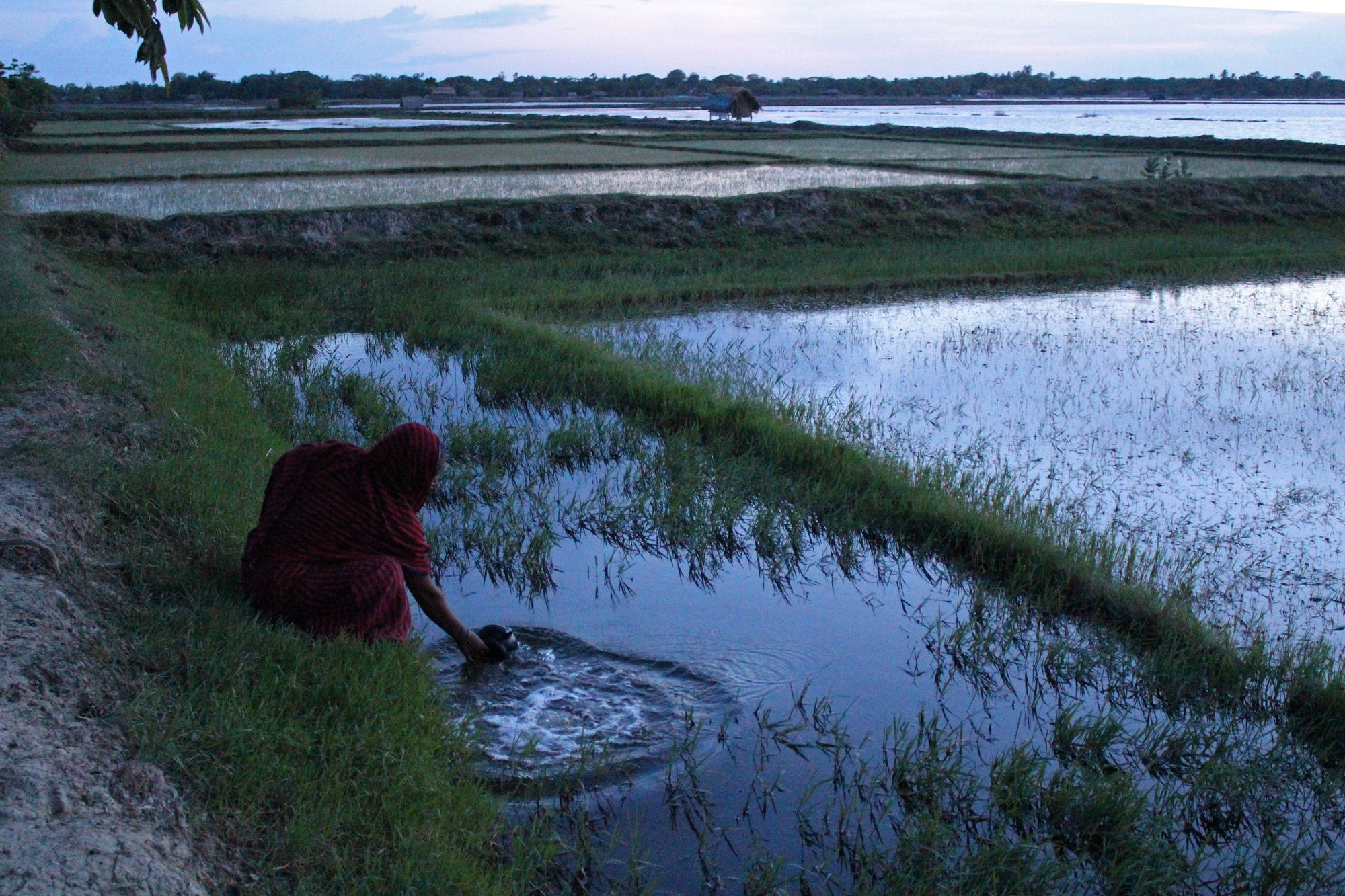 A woman fetches water for washing clothes from a shrimp farm in Kochukhali village. While the salt water makes it hard to cultivate rice, the traditional crop in the area, shrimp – referred to by some farmers as "white gold" – thrives in the water. (Photo by Neha Thirani Bagri/GroundTruth)