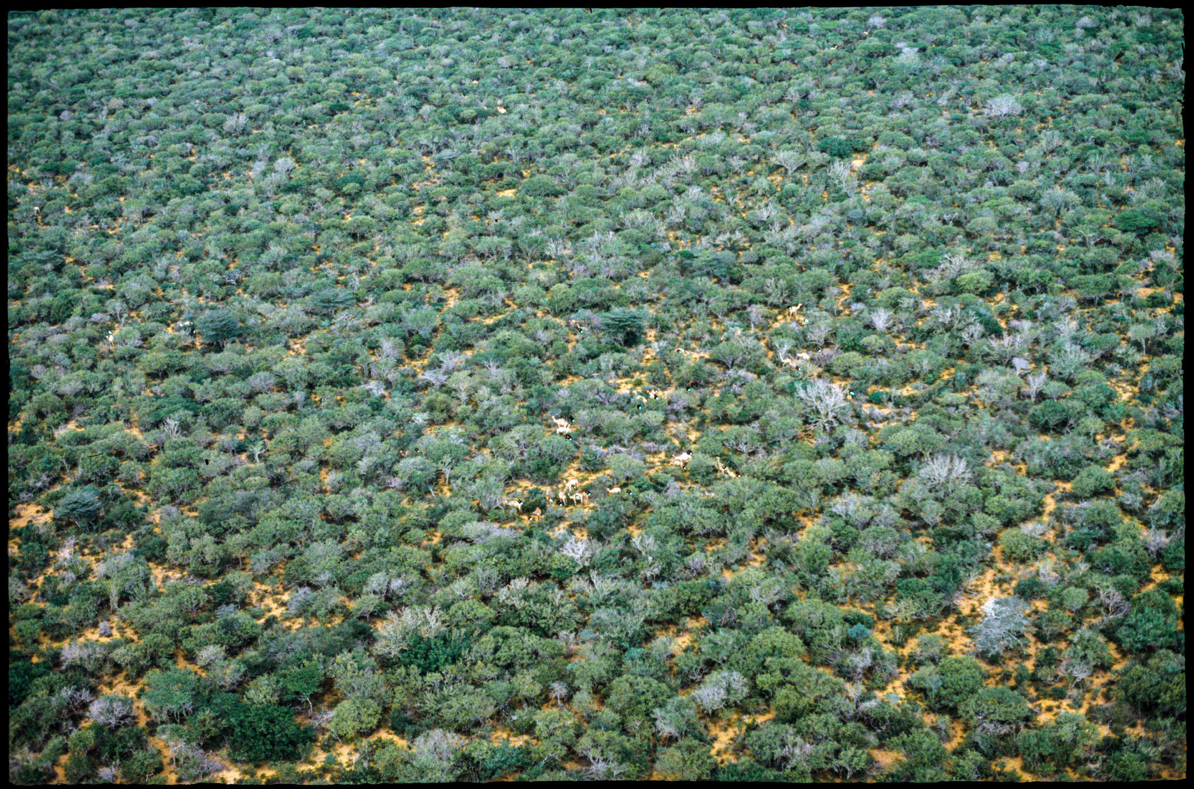  An aerial view of camels feeding on lush, green foliage, as photographed by a member of Dr. Watson's team in the late 1970s to early 1980s. (Courtesy of Resource Management and Research)