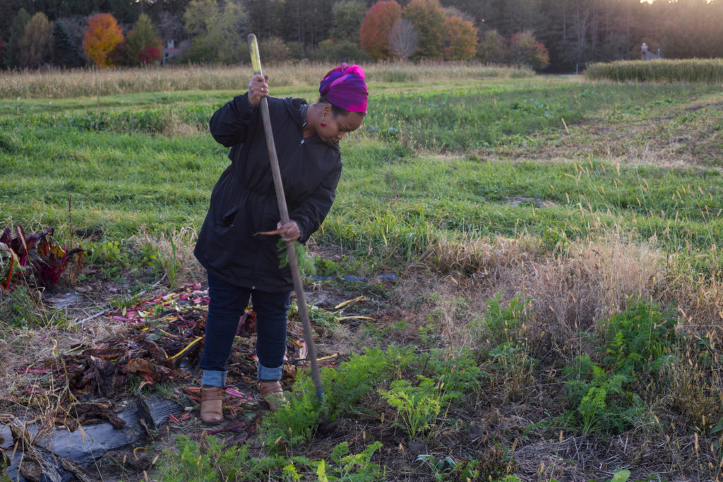 Naima Dhore, 33, works to pull a carrot from her plot of land in Marine on St. Croix, Minn., on Friday, October 13, 2017. (Photo by Brittany Greeson)