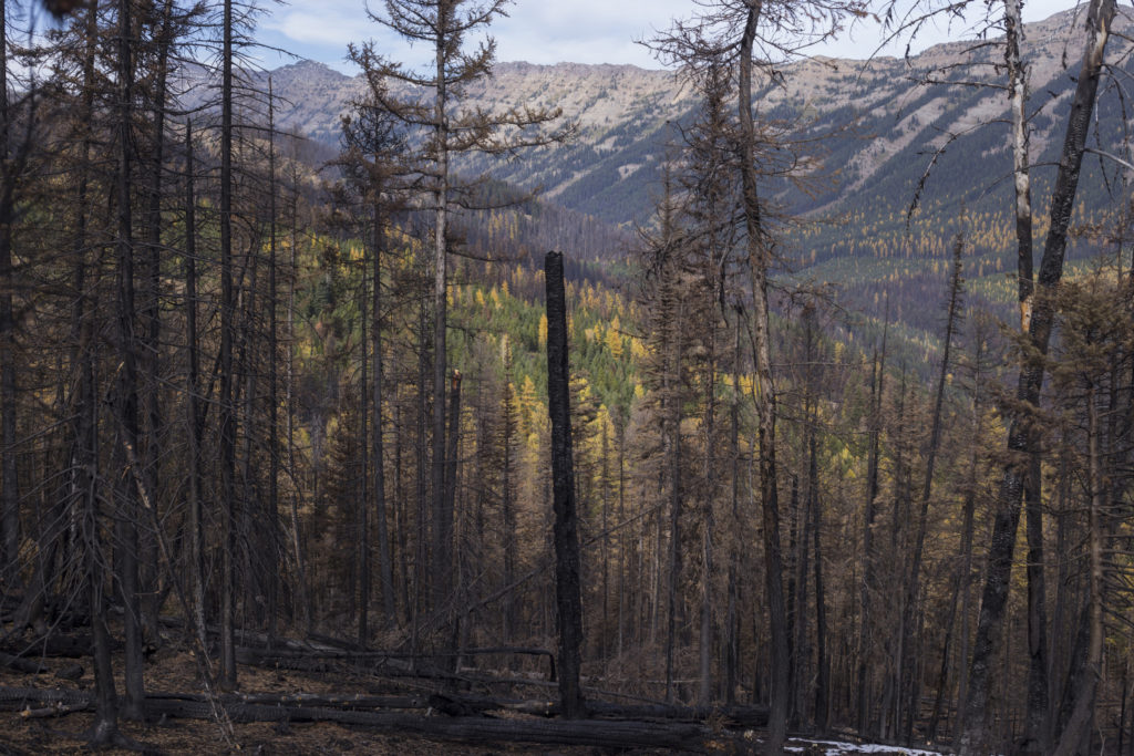 A scorched tree from a recent forest fire is seen standing against a backdrop of forest just outside of Seeley Lake, Montana, on Thursday, October 19, 2017. (Photo by Brittany Greeson)