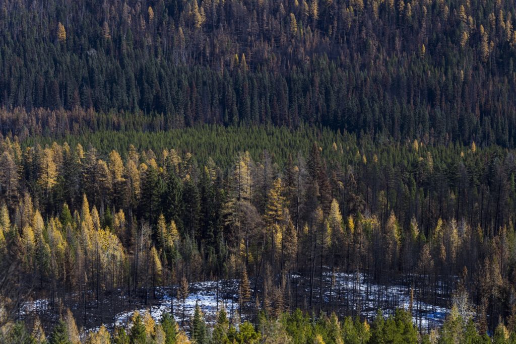 A mosaic of burned and flourishing trees is seen following the Rice Ridge Fire in a forest outside of Seeley Lake, Montana, on Thursday, October 29, 2017. (Photo by Brittany Greeson)